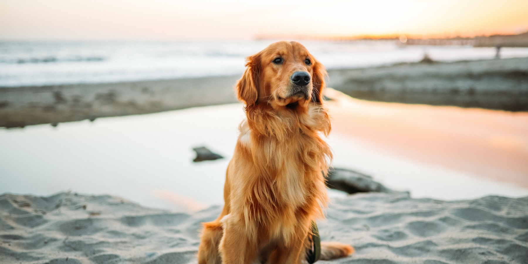How Much Exercise Do Medium Sized Dogs Need?